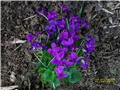 Ljubičica - lat. Viola 